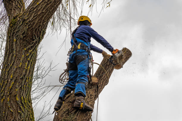  Boone, IA Tree Service Pros